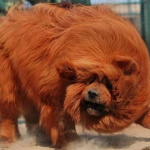 tibetskij_mastif_samaya_dorogaya_sobaka_na_zemle___kaifzona_ru-2