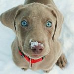 animal-beautiful-blue-dog-Favim.com-3836418