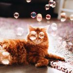 cat-kotleta-696×522