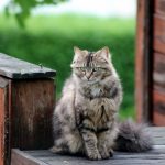 isis_relaxing_outside_by_abstractdr3ams-d64ykq0