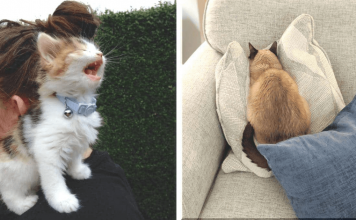 Oskarą jam! – 20+ pačių artistiškiausių katinėlių, nuostabiai reiškiančių savo emocijas, fotografijų