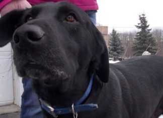 Kai policininkas pamatė panikuojantį labradorą, suprato – nutiko bėda