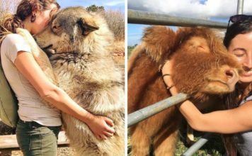 17 įrodymų, kad naminiai augintiniai tiesiog sukurti apkabinimams