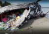 Plastiko apokalipsė: 20 fotografijos apie mūsų kvailumo pasekmes
