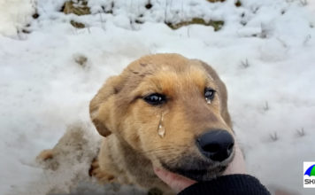 Šuo atvedė šeimininkę prie pusnies, aplink kurią tirpo sniegas. Tai buvo maišas, kuris judėjo