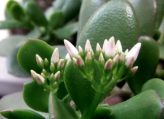 Kambariniai augalai, su kuriais tavo gyvenimas pasikeis: atneša šeimyninę laimę, turtą, sėkmę