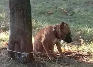 Ištikimybė ir išdavystė! Parke rado šunį, pririštą prie medžio, o šalia buvo raštelis