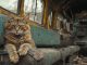 Paauglys pavertė seną apleistą autobusą kačių prieglauda: kaip viena idėja pakeitė visos gatvės gyvenimą