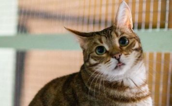 Pas mūsų kaimynus atsirado itin negeras įprotis. Mesti savo naminį katiną Tišą į laiptinę. Man pagailo vargšo katino ir nusprendžiau, kad šeimininkus reikia pamokyti…