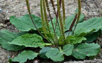 30 nuostabių gysločio privalumų, apie kuriuos net nesusimąstėte