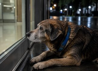 Niekas nežinojo, kodėl sena kalytė laukia prie ligoninės, kol buvo rastas jos šeimininko vardas